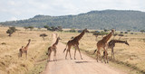 Fototapeta Sawanna - Family of giraffes stride across a dirt road in Kenya
