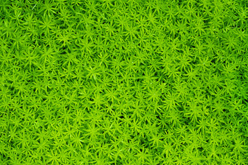 Green grass (small leaf) background texture. Green lawn texture background. top view.