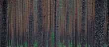 Slender Trees Deep In The Pine Forest