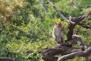 monkey sitting on the tree during the sunset