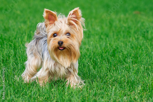 Obraz Dibond rasa psa Yorkshire Terrier w parku na zielonym trawniku