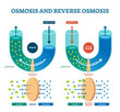 Osmosis reverse vector illustration. Explained process with solution.