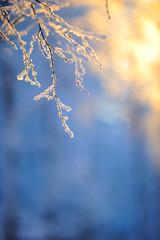 Wall Mural - Frost covered birch tree branches