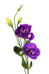 Wall Mural - Purple eustoma flowers (prairie gentian) isolated on white background.