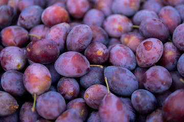 top view of damson plums