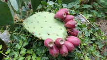 Crop Of The Edible Fruits Of The Prickly Pear Cactus (opuntia). This Cactus Is Grown To Produce Carmine Dye And As Feed For Livestock.