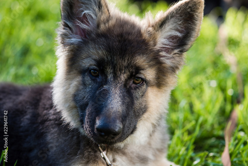 Portrait Of Cute Long Haired Shepherd Puppy Buy This Stock Photo