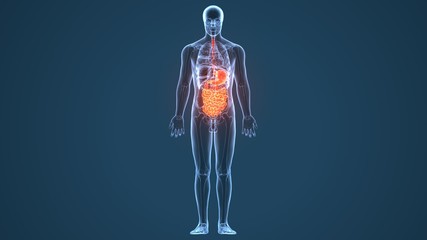 3d illustration of human body digestive system anatomy