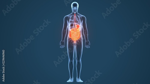 Fotografering  3d illustration of human body digestive system anatomy
