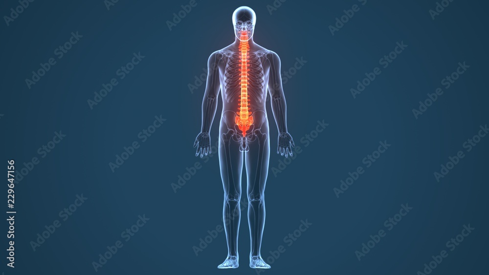 3d illustration of human body Spinal cord stock anatomy Stock ...