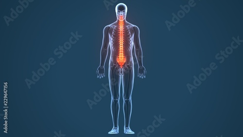Cuadros en Lienzo 3d illustration of human body Spinal cord stock anatomy
