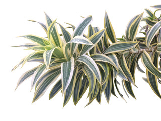 Wall Mural - Dracaena reflexa Lam or Song of India plant and rain drops isolated on white background with clipping path.