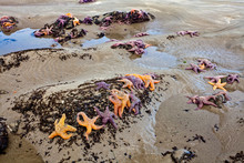 Sea Stars Pisaster Ochraceus Clustered At Low Tide On A Washington State Beach