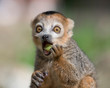 © Westend61 - Portrait of eating crowned lemur with eyes wide open