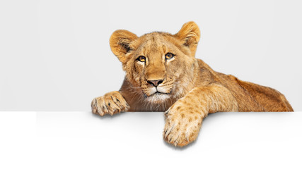 lion cub hanging over white web banner