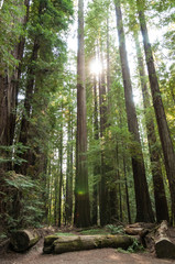  Thick Redwood Forest