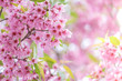 © sirins - Pink sakura flower bloom in spring season. Vintage sweet cherry blossom soft tone texture background.