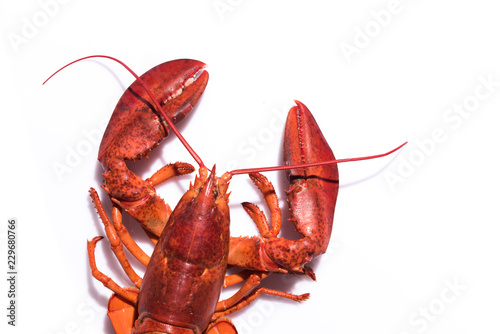 Cuadros en Lienzo Lobster on white background with copy space