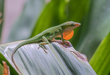 Green Anole displaying