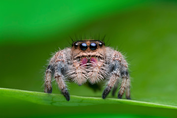 jumping spider on green leaf in nature