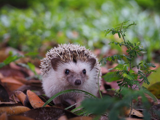 Wall Mural - Young hedgehog on the ground with eye contact