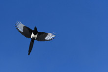 Black-billed Magpie In Flight In The Rocky Mountains, Colorado