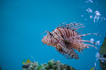 Wall Mural -  Lion fish in aquarium