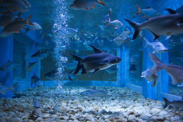 Wall Mural - Water fish in Asian Aquarium