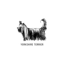 Hand Drawn Yorkshire Terrier