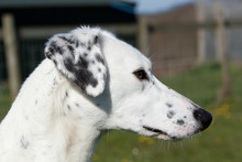 Dog Profile, Portrait Of White Lurcher Or Saluki With Black Spots