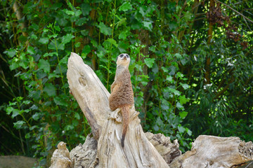 meerkat on a tree