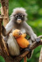 Baby Dusky Leaf Monkey  And Mom In Tropical Wilderness Thailand