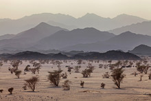 View Of Trees In Desert With Mountain Range In Background