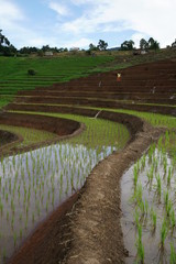 transplant rice terrace seedlings field in Ban Pa Bong Piang, Chiagmai, the north of thailand