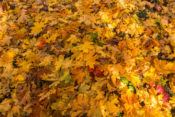 Covering from  leaves of a maple