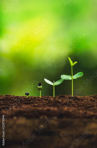 Fotomural Seedling growth Planting trees Watering a tree Natural light