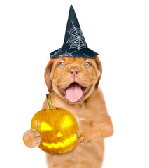 Canvas Print - Dog in hat for halloween holding pumpkin. isolated on white background