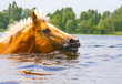 palomino horse swims on the river, lake