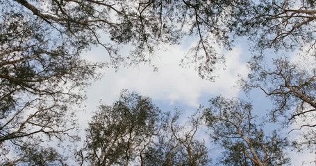 Wall Mural - low angle view of the tree in forest