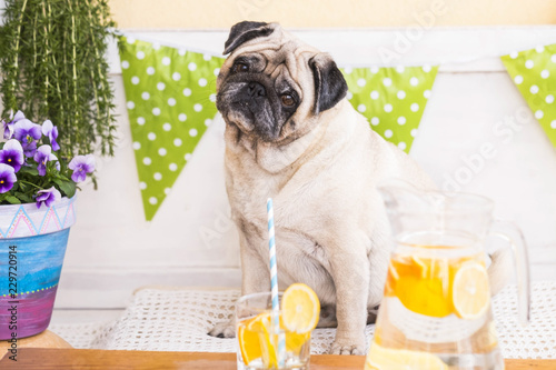 фотографія Nice and funny clear pug dog sitting with lemonade perfect for diet and weight loss activity