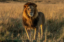 Portrait Of Lion Standing On Grassy Landscape