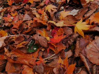 autumn leaves on ground