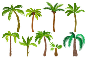 Wall Mural - Flat vector set of palm trees. Plants of tropical forest. Landscape elements for mobile game. Nature theme