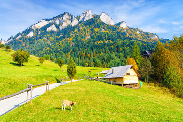 Road leading to Trzy Korony (Three Crowns) peak in Pieniny National Park, Poland. Scenic view on a warm sunny autumn day with a pasture, hut and a grazing goat.