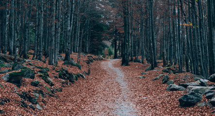 Forest path. Beautiful autumn forest landscape.