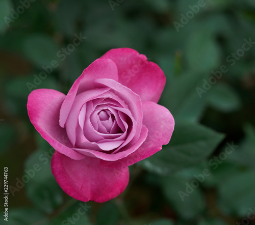 美しい赤紫の薔薇 Buy This Stock Photo And Explore Similar Images At Adobe Stock Adobe Stock 美しい赤紫の薔薇 Buy This Stock Photo And Explore Similar Images At Adobe Stock Adobe Stock