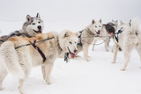 Fototapeta Psy - Team of sled dogs in a blizzard at the Kamchatka peninsula