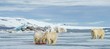 © imageBROKER - Polar bears (Ursus maritimus), young animals feeding on the carcass of a captured seal in the snow, mother animal in the back, Svalbard, Norwegian Arctic, Norway, Europe