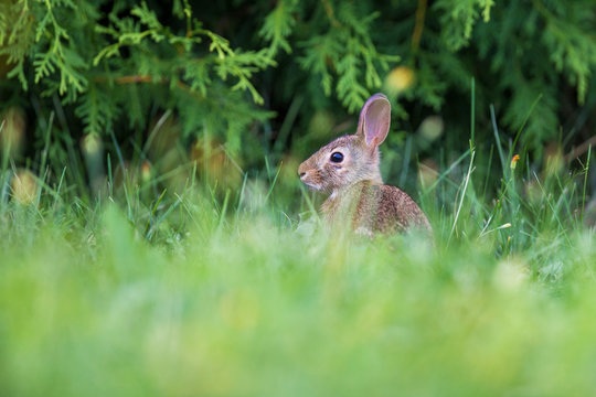 cute cottontail bunny portrait
