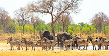 Panoramic View Of A Waterhole On The Makololo Plains With Elephants And Zebras Congregating In The Heat - Heat Haze Is Visible. Hwange National Park, Zimbabwe